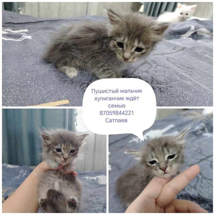 Отдам котят в добрые руки
