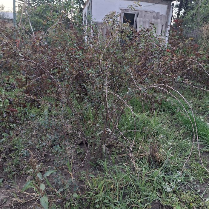 Растения,кусарники