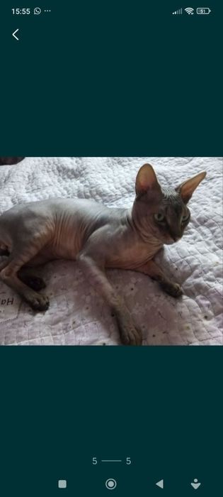 Котята сфинксы канадские