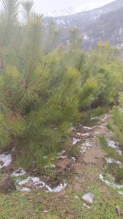 Крим сосналари сотилади