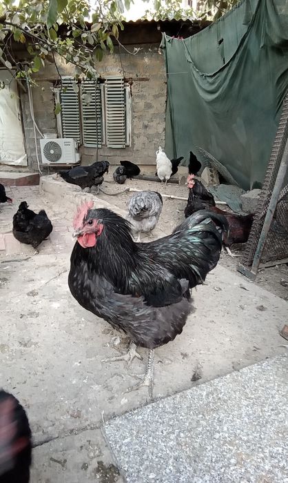 Австролорп петухи 3 штуки