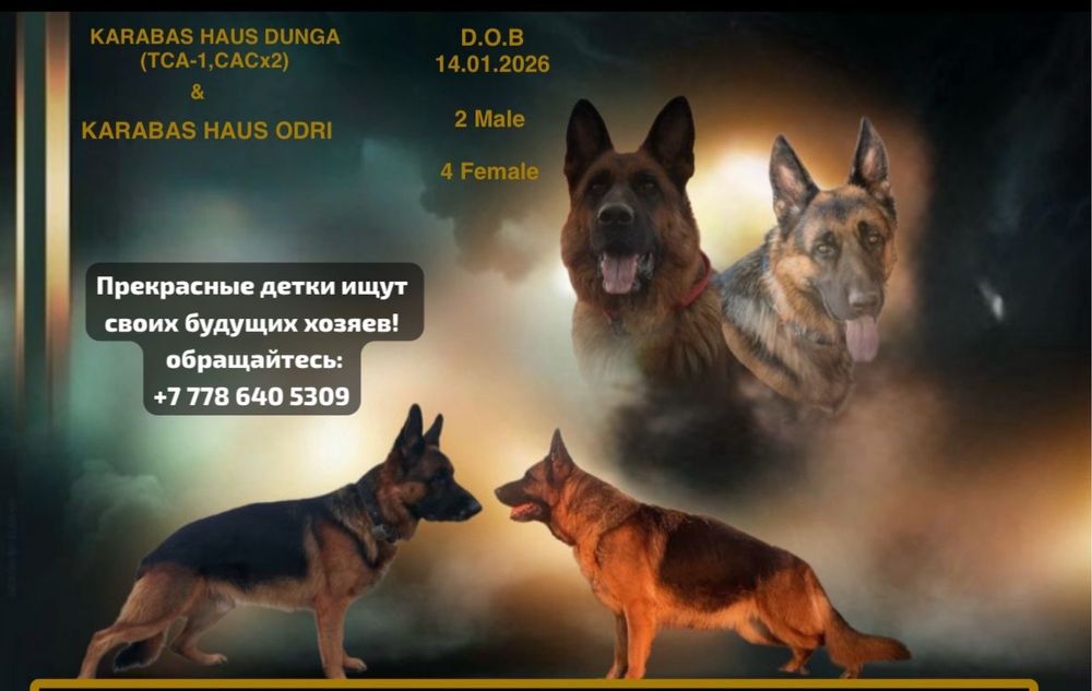 Щенки Немецкой овчарки