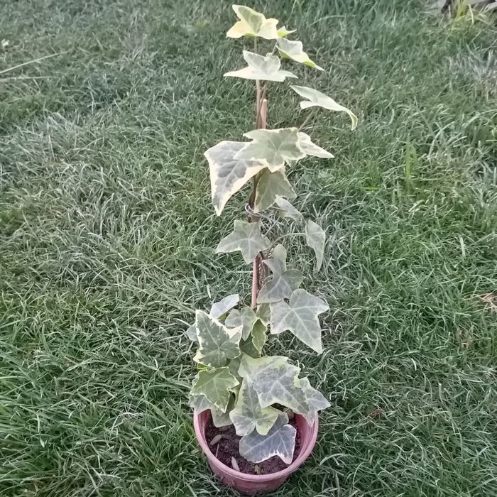 Плющ вариегатный (Hedera helix variegata) — 25 см