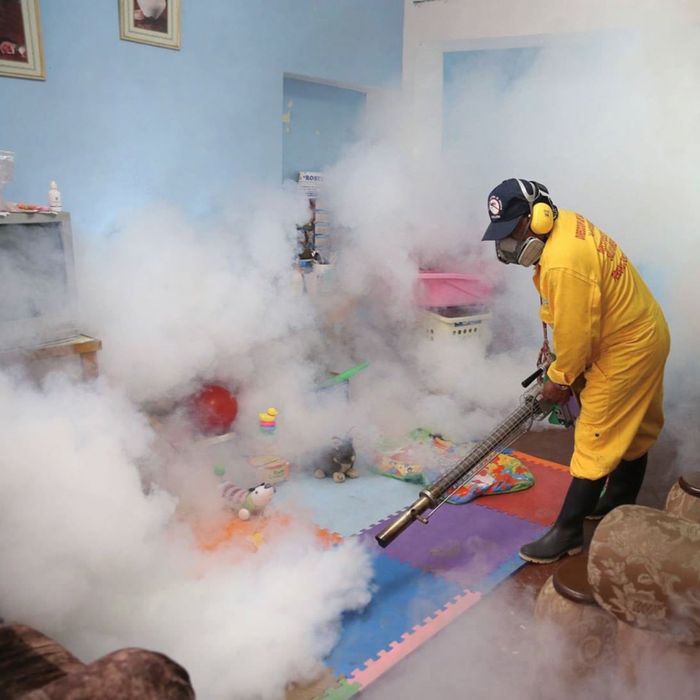 Термиты, клопы, тараканы