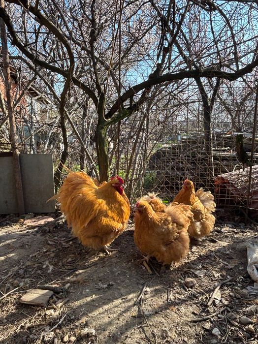 Orpington galben 2024-2023