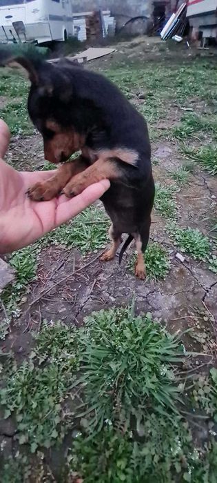 Пинчер женски роден 29.12 има паспорт и 3 ваксини