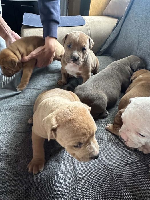 Кученца Pitbull American Bully гр. Дулово • OLX.bg