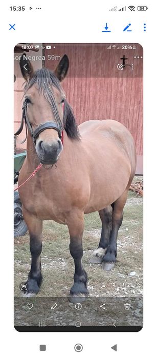 Iapa gestanta In 8 luni de vânzare are 4 Ani