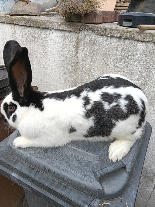 Vând cuști de iepuri și iepuri