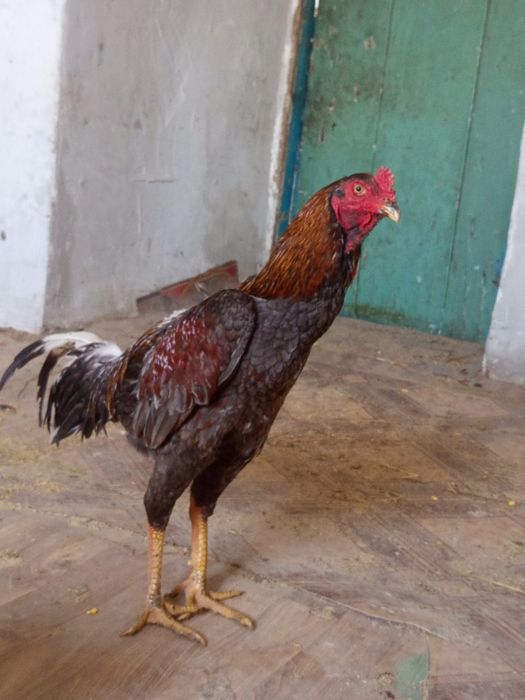 Дакан пепельный жужа