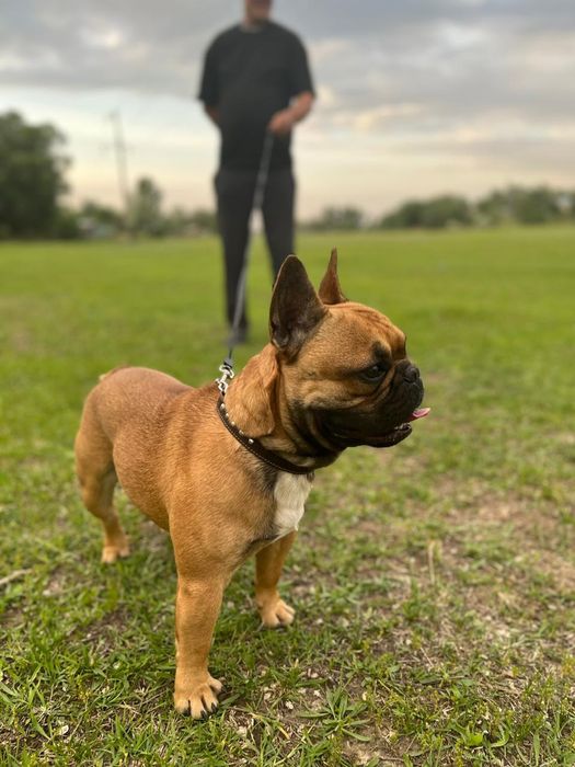 Вязка французский бульдог