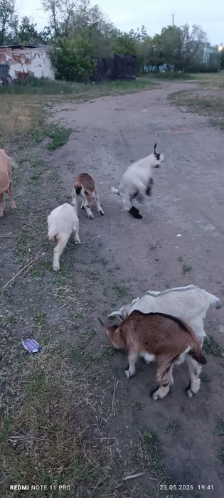 Продам козликов на племя