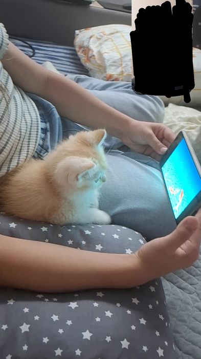 Мальчик, золотистого окраса