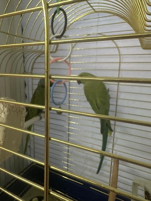 Продам Ожирелых попугай
