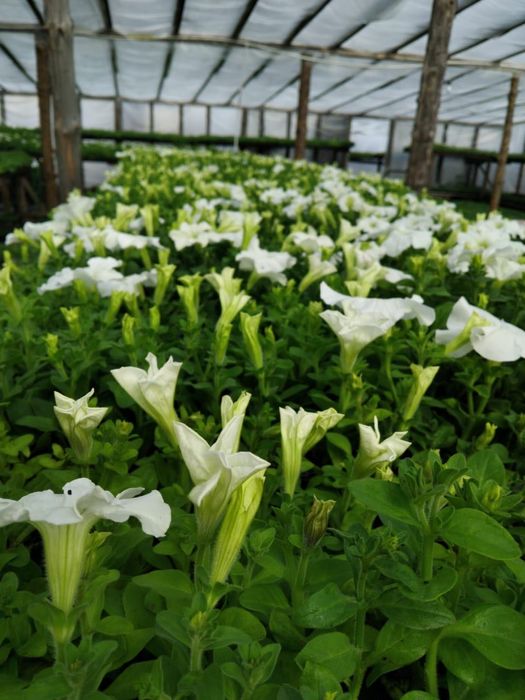 Продажа цветов петуния