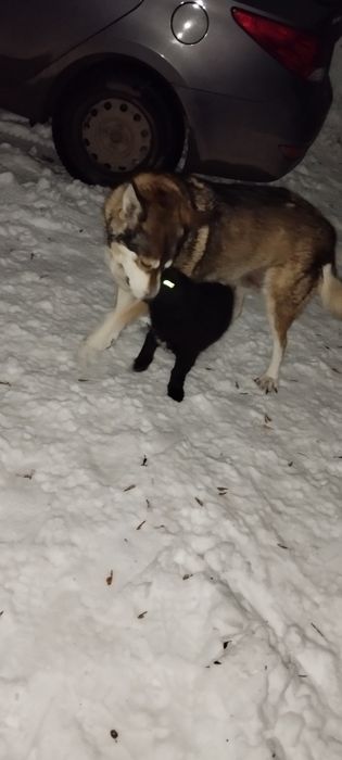 Отдам щенка в добрые руки