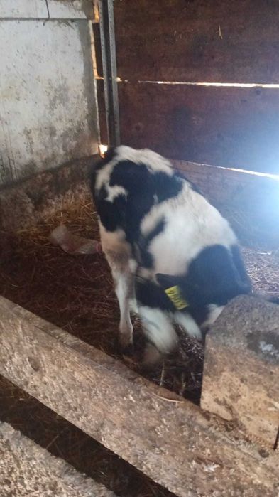Vițică holstain  din vaca   bună de lapte