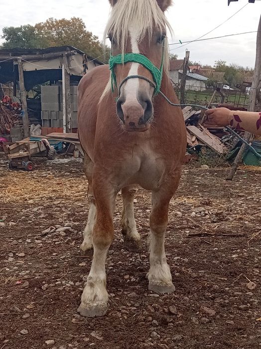 Manza de 3ani gestanta de 4luni nui invatat schimb