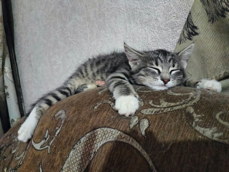 Отдам в добрые руки