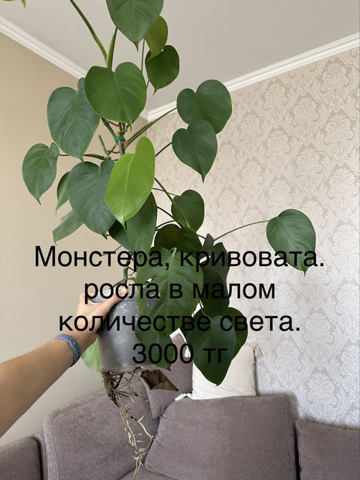 Комнатные растения