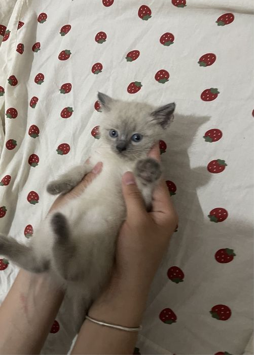Котенок в хорошие руки