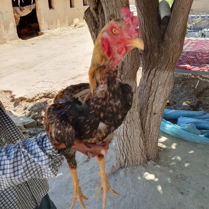 Kulangi tuxumlariga zakaz olamiz