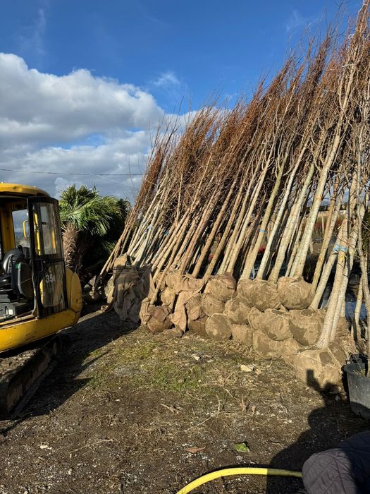 Platan acerfolia  catalpa globular