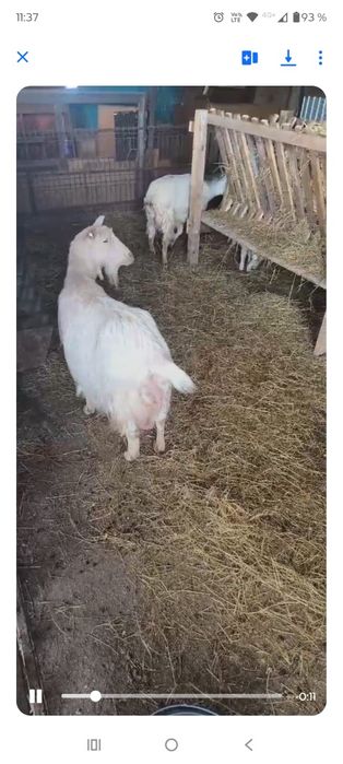 Capre fatate si gestante