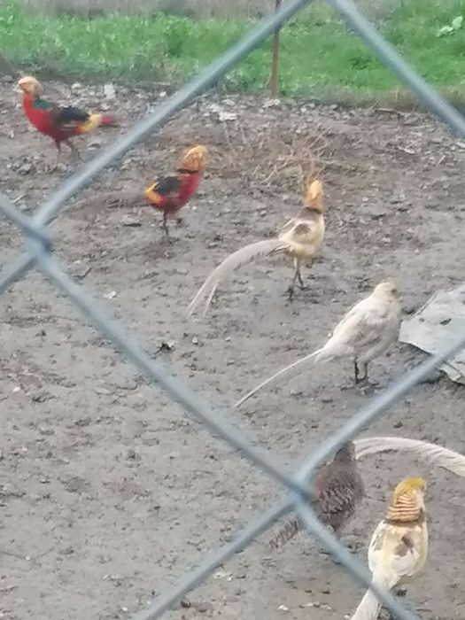 Fazani colorați și aurii