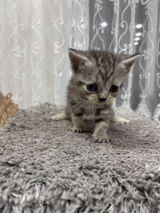 Продам котенка британский