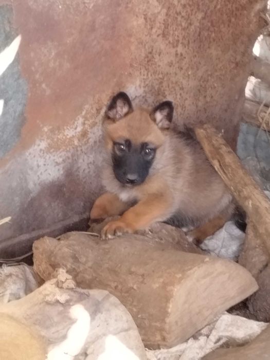 Белгийски овчарки