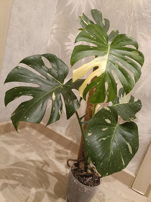 Монстера тайское созвездие