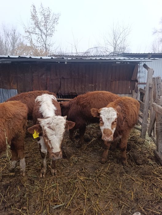 Продам бычки по 8.9 мес