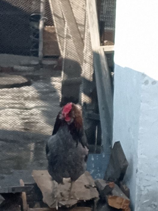 Продам молодых петухов