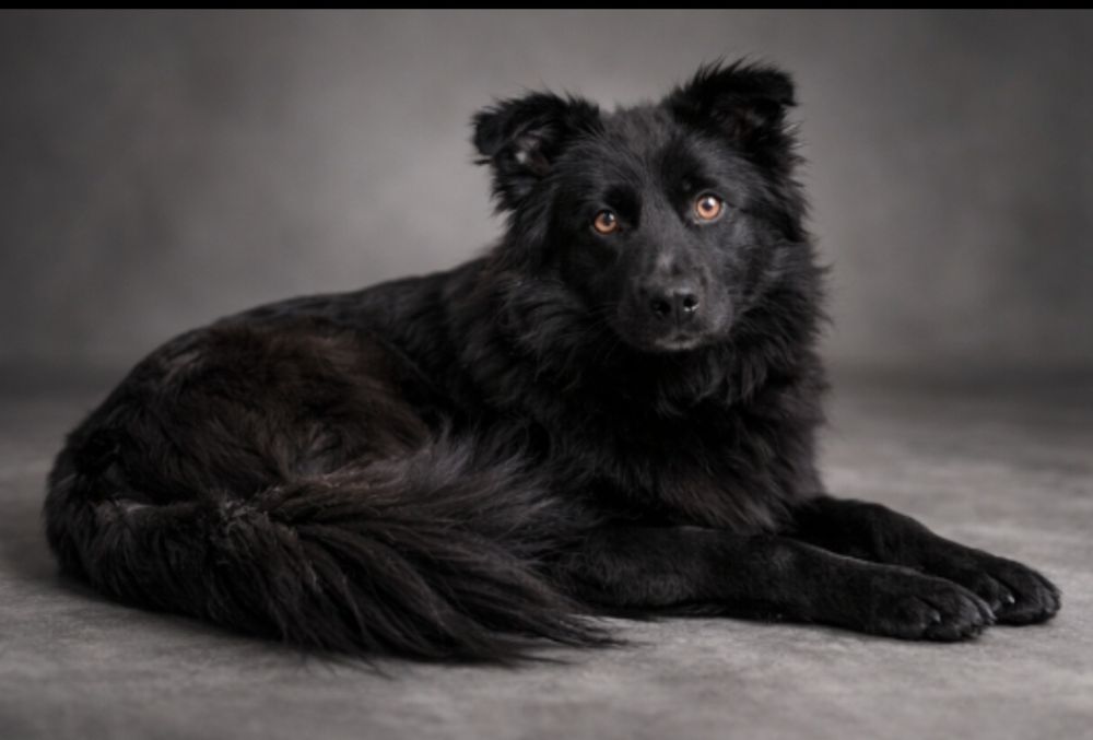 Очаровательный мальчик ищет любящих родителей!