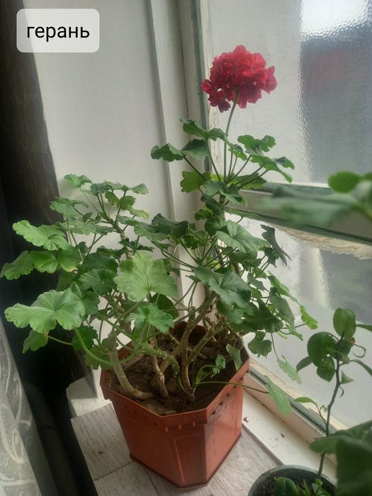 Комнатные цветочки