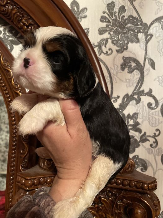 Детки кавалер кинг чарльз спаниель