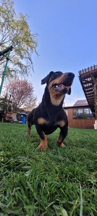 Teckel adopție donez