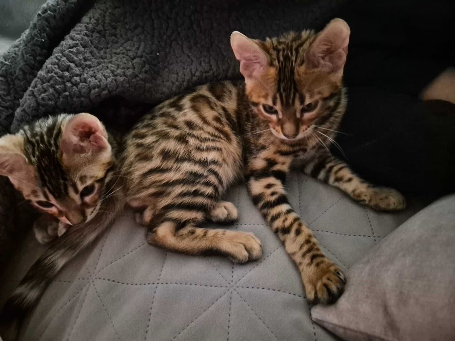 Бенгалски котенца