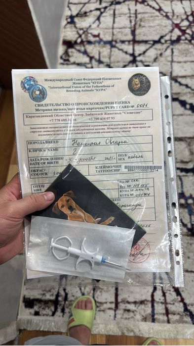 Продам щенка немецкой овчарки