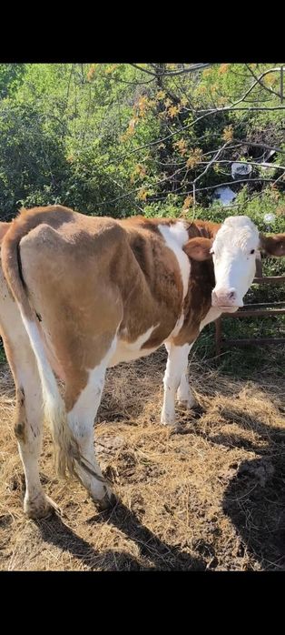 Junica bălțată  cu lapte