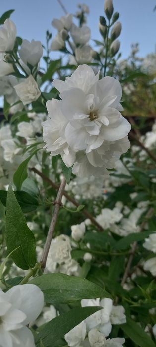 Продам саженцы жасмина