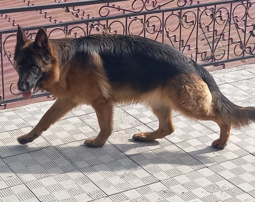 Продам щенка немецкой овчарки