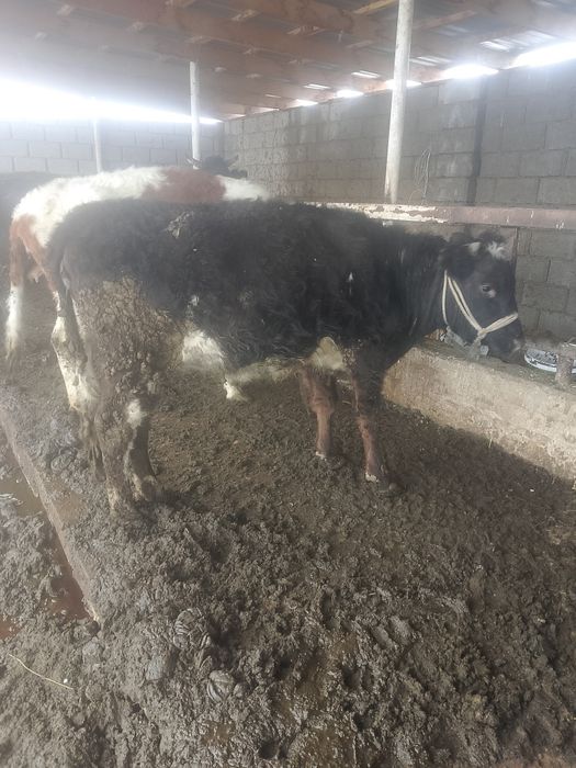 Бордақы сиырлар сатылады