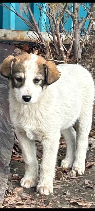 Отдам в добрые руки щенков