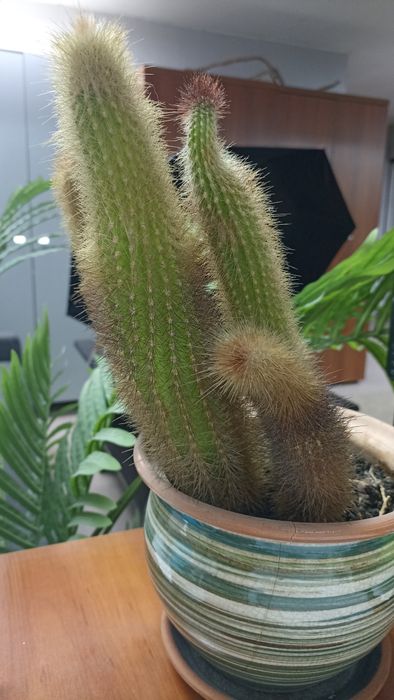 Продам домашний кактус