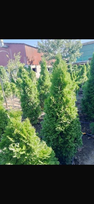 продажа хвойных растений