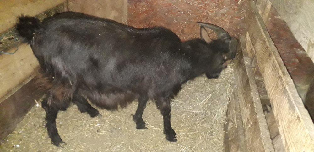 De vânzare doi țapi