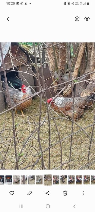 Vind ouă găini italiană de incubat