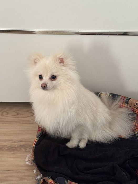 Пумеран мини. ..